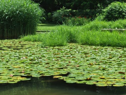 A water garden overrun by invasive plants like water hyacinth and hydrilla, with hands using tools to remove them, illustrating the battle against invasive species in aquatic environments.