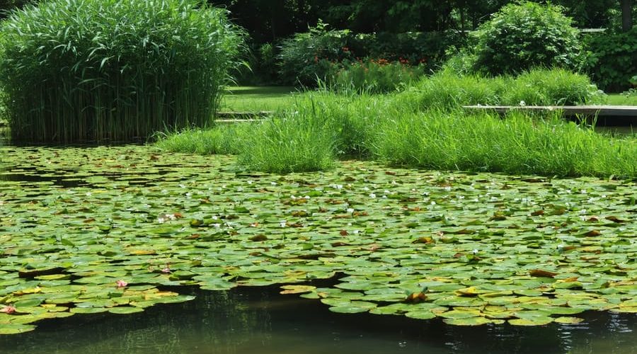 A water garden overrun by invasive plants like water hyacinth and hydrilla, with hands using tools to remove them, illustrating the battle against invasive species in aquatic environments.