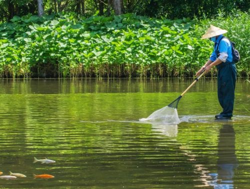 A person using a skimmer net to maintain a smart pond, featuring healthy aquatic plants and crystal-clear water, representing effective pond management.