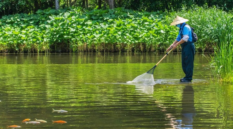 A person using a skimmer net to maintain a smart pond, featuring healthy aquatic plants and crystal-clear water, representing effective pond management.