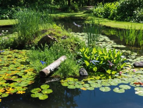 A vibrant permaculture pond with diverse aquatic plants, clear water, and natural features like rocks and logs, illustrating a thriving ecosystem with visible dragonflies and birds.