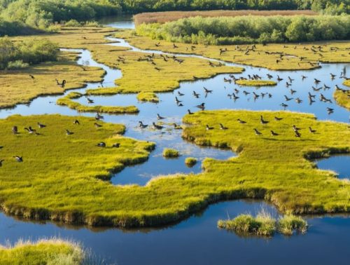 Aerial view of a dynamic wetland ecosystem at Gadwall Swamp, showcasing various water levels and lush plant life, with groups of ducks such as gadwalls and mallards visible throughout. The image illustrates strategic habitat zones ideal for waterfowl breeding and migration, surrounded by vibrant vegetation.