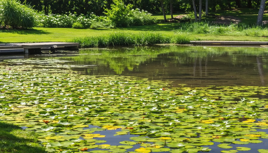 Alternative pond weed control methods including mechanical removal and beneficial plants