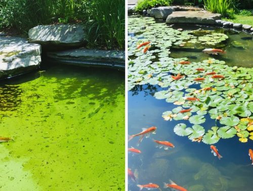 Side-by-side comparison of a pond suffering from algae overgrowth and invasive plants versus a clean, healthy pond with clear water and balanced aquatic life.