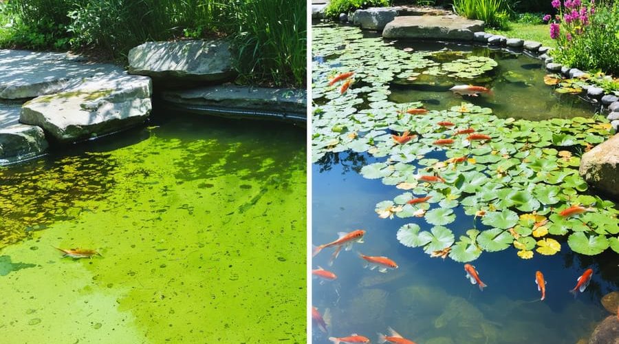 Side-by-side comparison of a pond suffering from algae overgrowth and invasive plants versus a clean, healthy pond with clear water and balanced aquatic life.