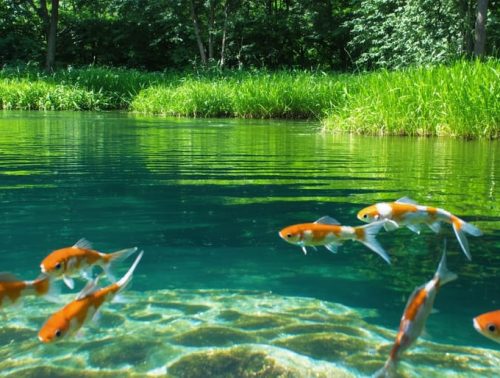 A well-maintained pond showcasing healthy fish and plants, with clear water following safe herbicide application, illustrating balanced weed control.