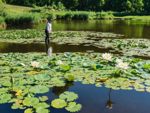 Scenic view of a balanced pond ecosystem with diverse aquatic plant species and a person overseeing the tranquil setting, illustrating the principles of aquatic plant management.