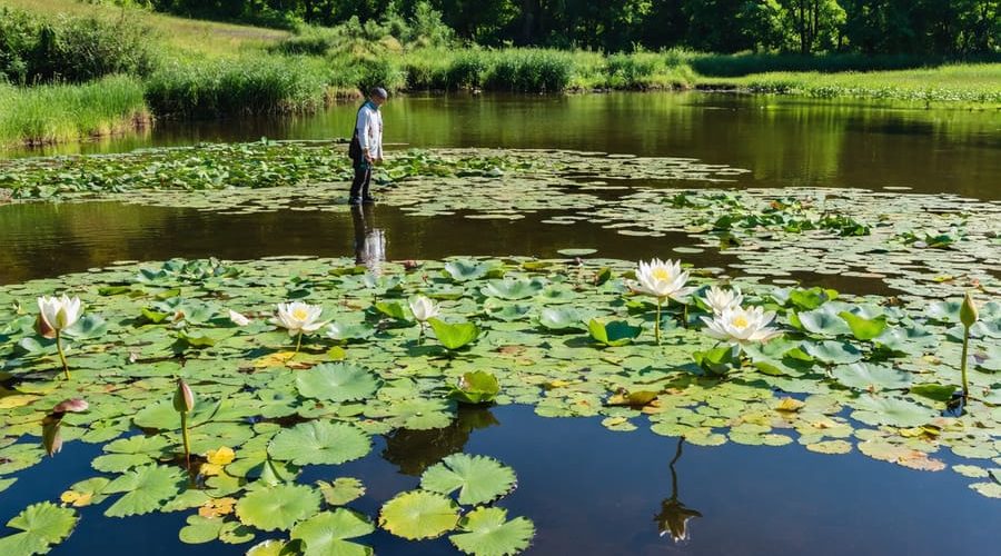 Scenic view of a balanced pond ecosystem with diverse aquatic plant species and a person overseeing the tranquil setting, illustrating the principles of aquatic plant management.