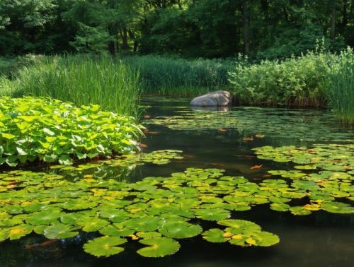 Vibrant pond ecosystem showcasing water lilies and cattails with thriving native fish visible through clear waters, highlighting natural balance and healthy ecological management.