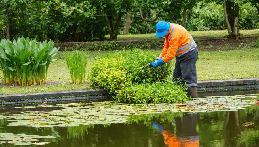 Person performing maintenance on pond plants during spring cleanup, trimming dead foliage from iris and rushes