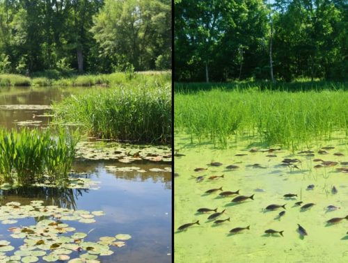 A split view comparing a well-maintained, clear pond ecosystem with balanced vegetation and healthy fish populations to a poorly managed pond overrun by algae and invasive plants.