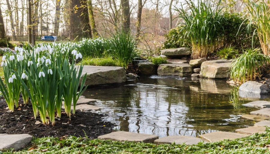 Landscaped winter pond scene with clusters of snowdrops, frost-covered ornamental grasses, and natural stone features