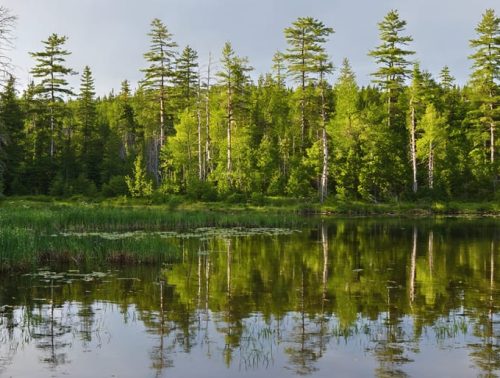 Scenic view of a pond in the Five Ponds Wilderness with native white pines and ancient forests, subtly contrasted with invasive Eurasian watermilfoil and purple loosestrife, highlighting the preservation battle.