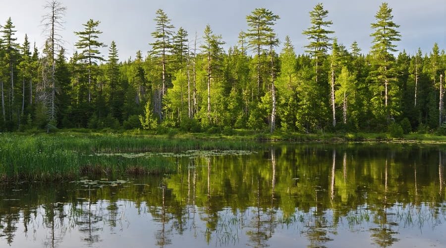 Scenic view of a pond in the Five Ponds Wilderness with native white pines and ancient forests, subtly contrasted with invasive Eurasian watermilfoil and purple loosestrife, highlighting the preservation battle.