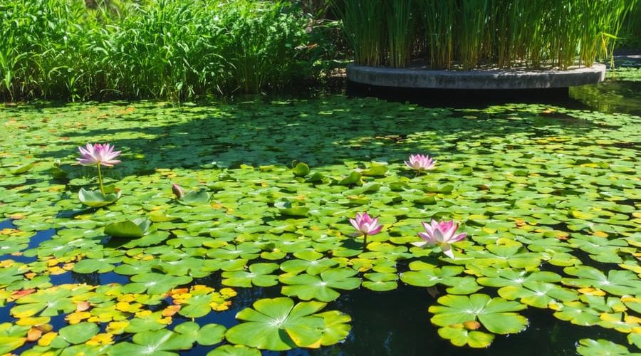 A serene pond with clear water, abundant floating and submerged aquatic plants, and an aerator, demonstrating a natural approach to algae control.