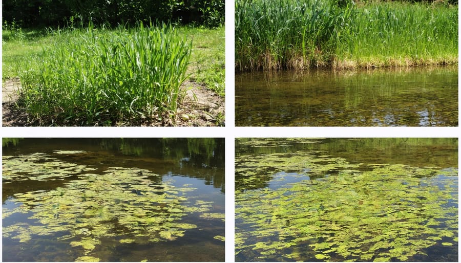 Side-by-side comparison of pond water quality before and after biological control treatment