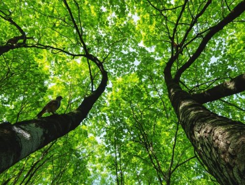 A diverse forest canopy with interlocked tree branches creating natural pathways, featuring birds and squirrels traversing through the dense foliage, symbolizing a thriving and interconnected arboreal habitat.