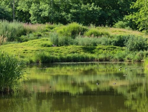 A pond with a well-established riparian buffer zone, featuring diverse native plants and wildlife, illustrating the enhanced ecosystem and improved water quality.