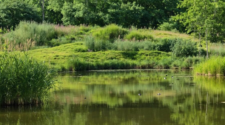 A pond with a well-established riparian buffer zone, featuring diverse native plants and wildlife, illustrating the enhanced ecosystem and improved water quality.