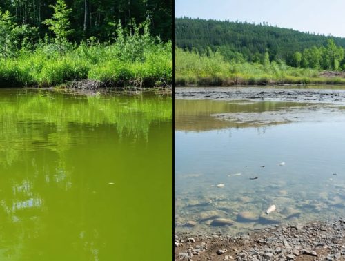 A side-by-side comparison of a healthy pond ecosystem with clear, vibrant water and thriving aquatic life versus a zinc mining-contaminated pond with murky water and distressed fish, illustrating the effects of pollution and protective measures.