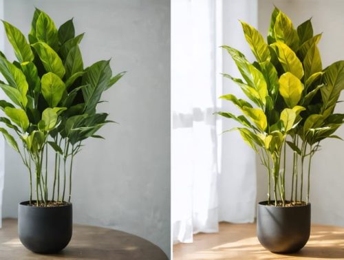 A healthy, vibrant ZZ plant with firm, glossy leaves on one side, contrasted against an overwatered ZZ plant with yellowing, drooping leaves on the other, highlighting the differences in plant condition due to watering habits.