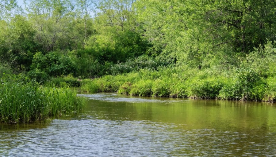 Natural transition zone between pond water and land with layered vegetation including rushes, sedges, and native flowering plants
