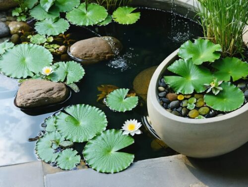 A vibrant container water garden featuring floating water lilies, submerged aquatic plants, and decorative rocks in a large ceramic pot, placed on a patio.