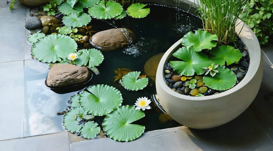 A vibrant container water garden featuring floating water lilies, submerged aquatic plants, and decorative rocks in a large ceramic pot, placed on a patio.