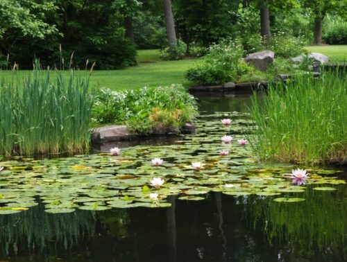 An illustrated view of a serene water garden with facilitation plants such as cattails and water lilies creating natural harmony, showing interactions between plants and aquatic life.