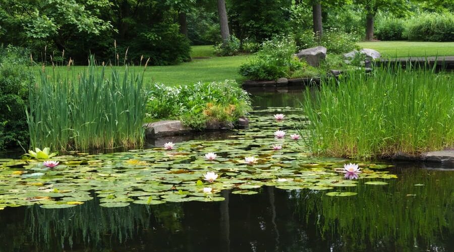 An illustrated view of a serene water garden with facilitation plants such as cattails and water lilies creating natural harmony, showing interactions between plants and aquatic life.