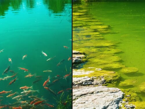 Split-screen image contrasting a vibrant, healthy pond with a diverse aquatic ecosystem against a polluted, algae-filled pond.