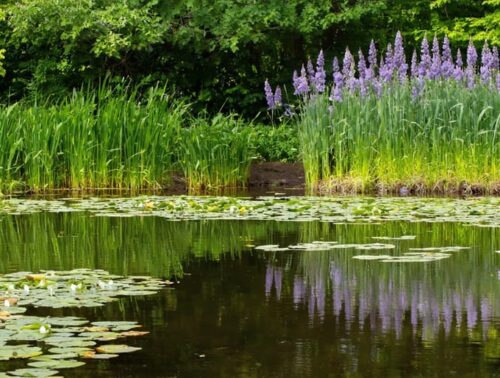 A scenic pond edge featuring diverse emergent aquatic plants such as cattails, pickerelweed, and rushes, illustrating the harmonious balance of an aquatic ecosystem with vibrant greenery and colorful blooms.