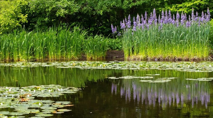 A scenic pond edge featuring diverse emergent aquatic plants such as cattails, pickerelweed, and rushes, illustrating the harmonious balance of an aquatic ecosystem with vibrant greenery and colorful blooms.