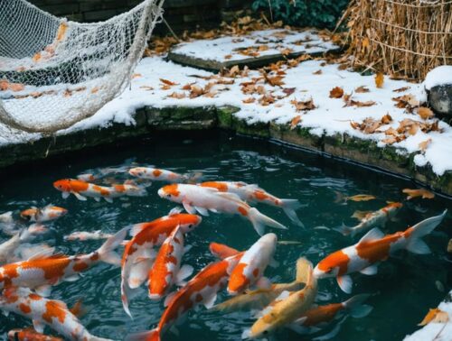 A koi pond in winter with protective netting above and a floating de-icer maintaining open water amongst snow-covered surroundings, with koi visible swimming below.