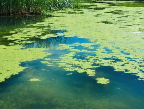 A scenic pond showing various algae blooms including bright green planktonic, blue-green cyanobacteria, and stringy filamentous algae, highlighting the potential threats these organisms pose to water garden ecosystems.