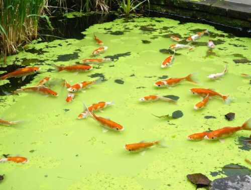 Backyard pond covered with dense green algae, goldfish congregating at the surface with open mouths, and floating decaying leaves, with reeds and a stone border softly blurred in the background.
