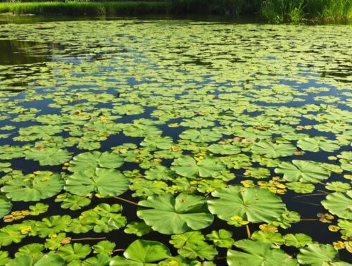 "Pond landscape with floating wetland plants such as water hyacinth and duckweed, under bright overcast lighting, with a blurred garden and wildlife habitat in the background."