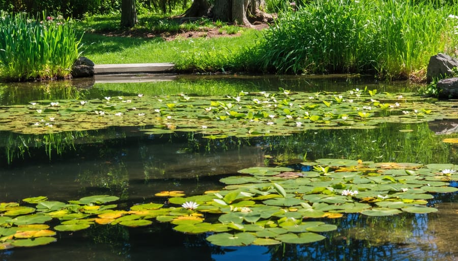 Garden pond with blooming water lilies, iris, and cherry blossom reflections in spring