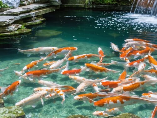 Wide angled view of a backyard koi pond with colorful koi swimming, next to an exposed two-chamber filtration system—mechanical prefilter box and biological media chamber—with pipes feeding a small waterfall return; landscaped stones and minimal plants in a softly blurred background under natural daylight.