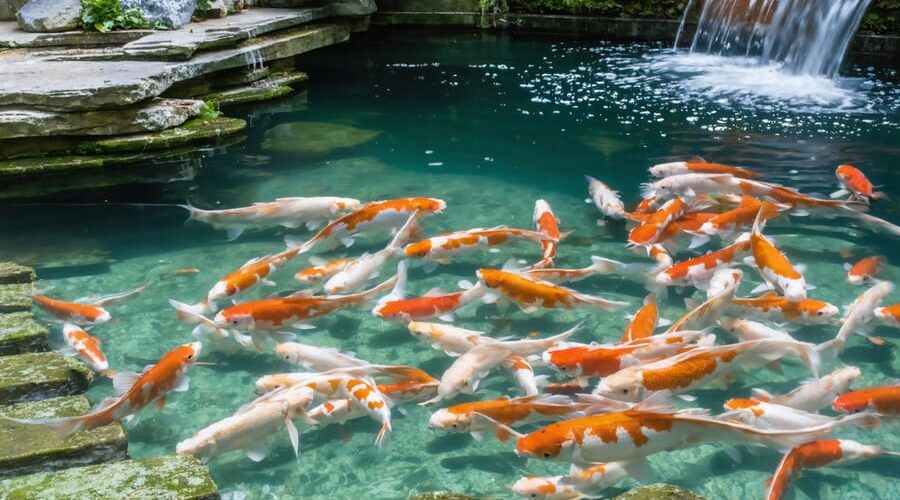 Wide angled view of a backyard koi pond with colorful koi swimming, next to an exposed two-chamber filtration system—mechanical prefilter box and biological media chamber—with pipes feeding a small waterfall return; landscaped stones and minimal plants in a softly blurred background under natural daylight.
